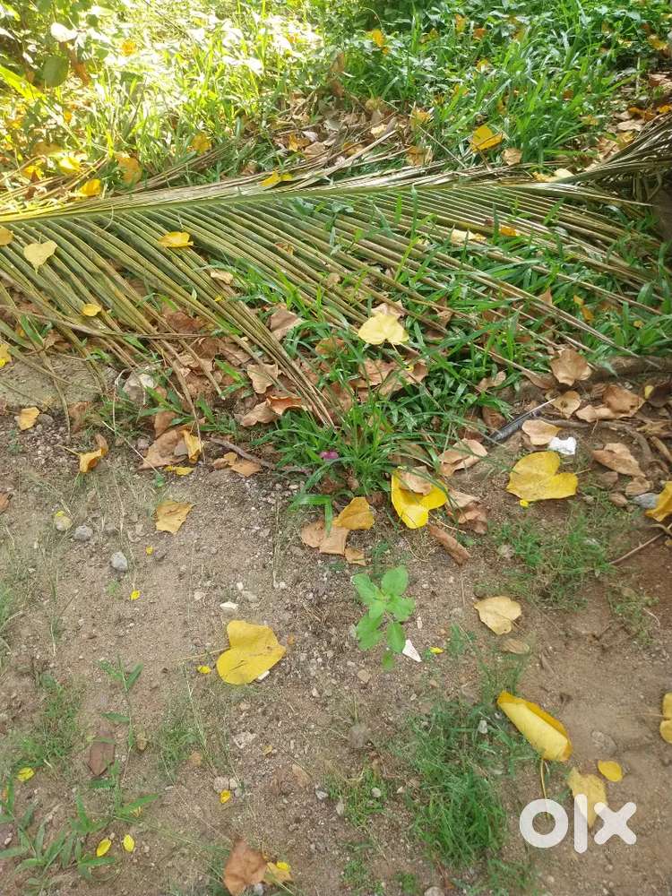 Palluruthy. 5cent. Car Entry plot