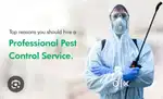 Pest conrtol service available best price low price