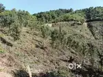 Jaka ban die