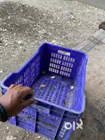 150 ₹ me ek cerat