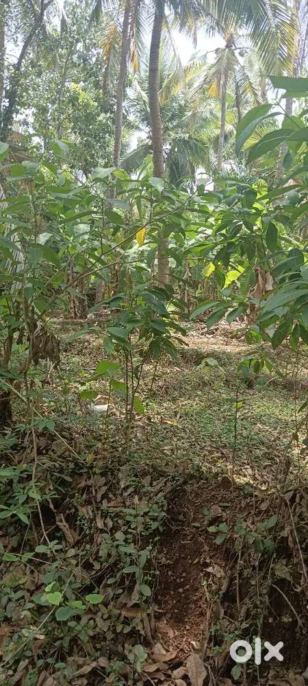 Chala Thannada road, 17 Plot, 200 MTRS away from bus stop,