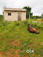 25 lakh per acre total 4 acre Gundlupet Taluk Near bhommanhalli
