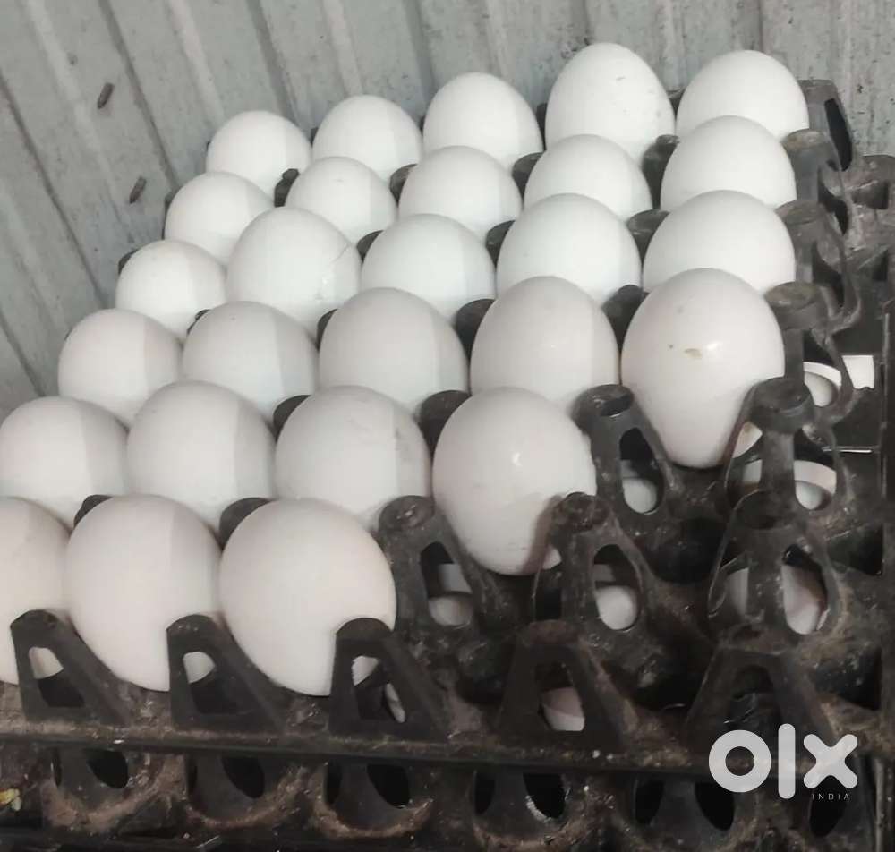 Hotel server/cleaner in kazhakootam,