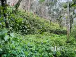 2 acre rubber estate and small house