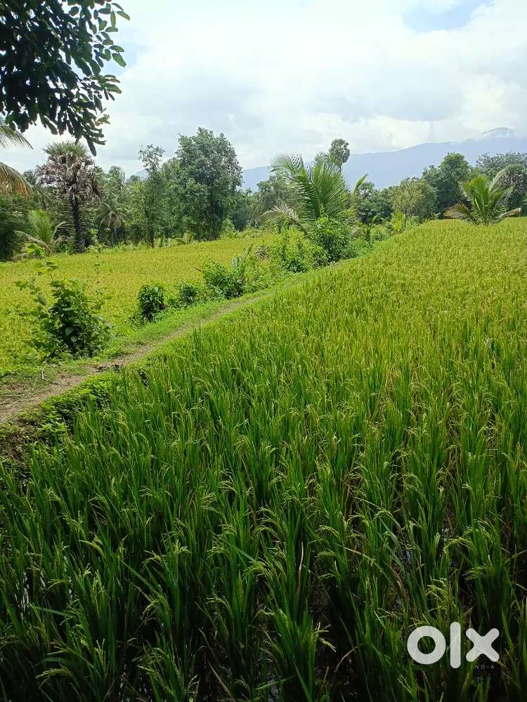 3acre nilam paddy plan ing 2acre coconut 5 hp motor