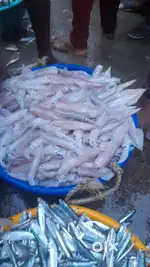 Fish delivery boy (petrol extra)