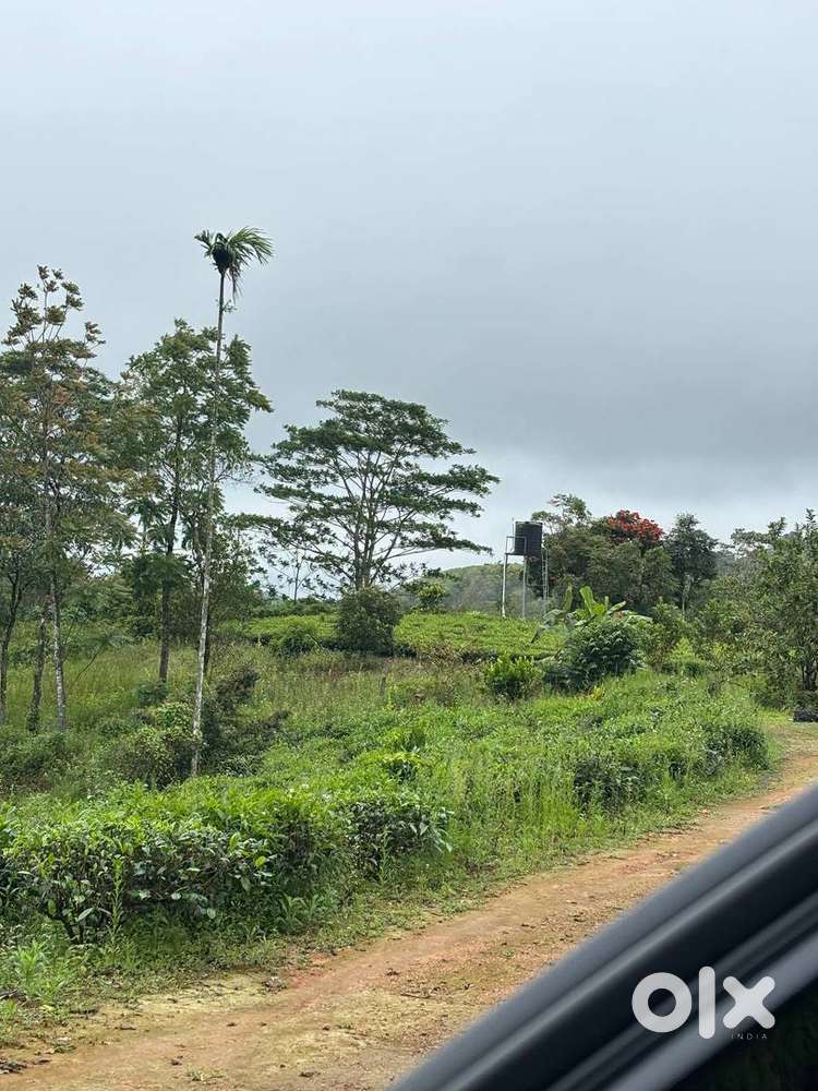 Land for resort 4 acres at Vagamon 1.5 lakh/cent