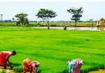 জল জমি বিক্রি