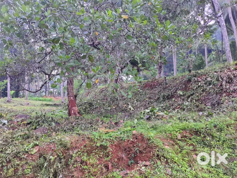 9 cent plot for sale at Paymbra, Calicut.