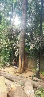 teak wanted (വിൽക്കാനും വാങ്ങാനും സമീപിക്കുക