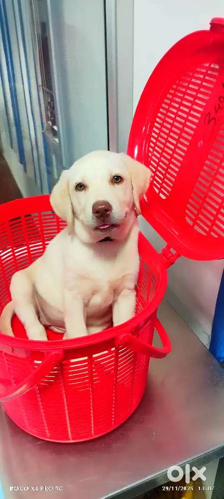 Fll Time Permanent Job - Pet Clinic