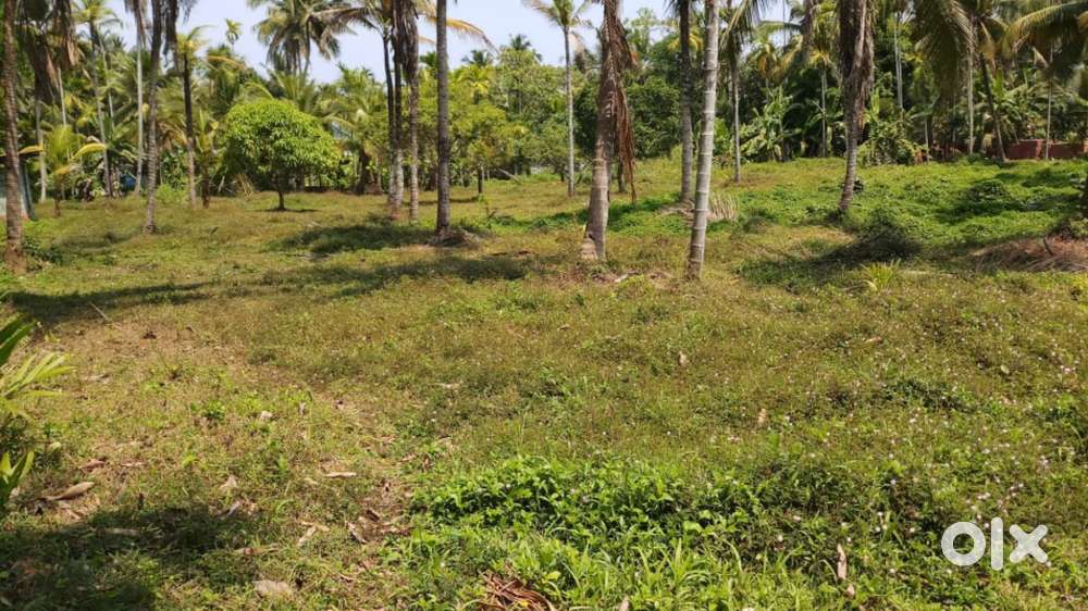 P-00294: Plot For Sale In Moozhikara, Thalassery