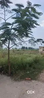 Plot sale In New colony