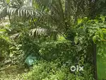 11 Cent Residential Land for Sale – Ponjassery Jn, Perumbavoor Town