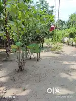 5 katha jomi bikri hobe jirar