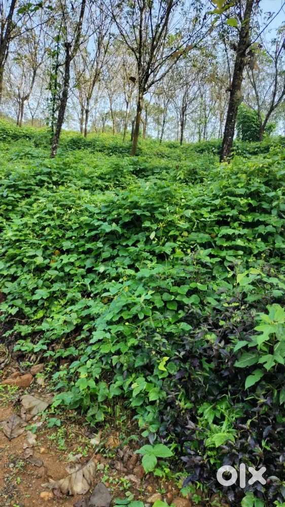 50 cent Plot - 45K per cent for sale