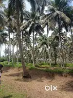 20 acre coconut thottam for sale