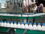 Wanted m/f milk factory packing helpers