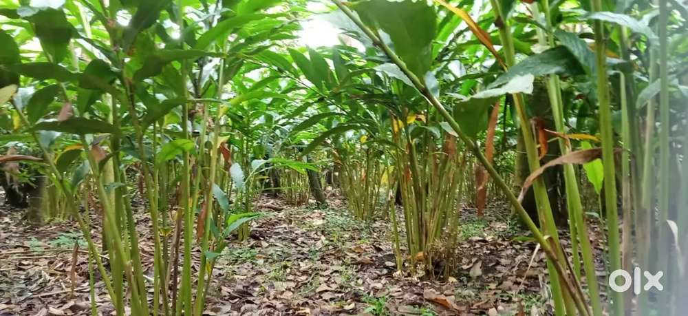 Plot for Sale - Anakkara, Kumily