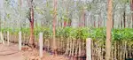 RED SANDAL FARM LANDS WITH EMI FACILIT