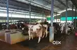 Farm Caretaker