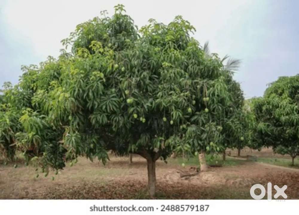 East facing site 78408 Sq. Yards