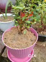 Zed plant with POT SALE
