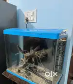 Acquarium @10000 includes stand,light,stones and drift wood