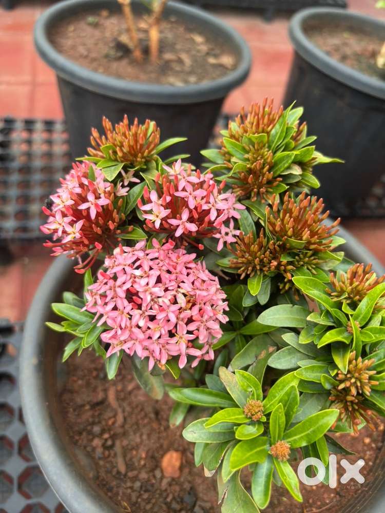 Ixora Plant