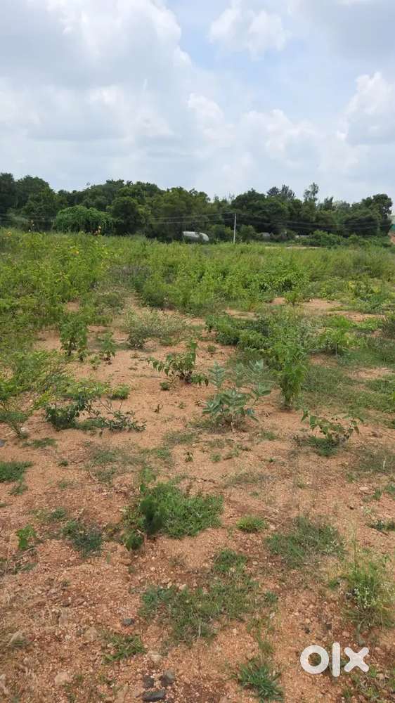 FARM LANDS FOR SALE NEAR KELAMANGALAM
