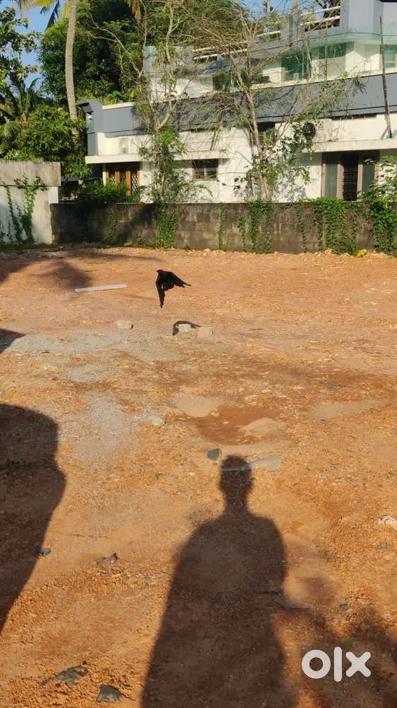 Residential 7.7 Cent Land For Sale at Kuravankonam Vayalikkada Road