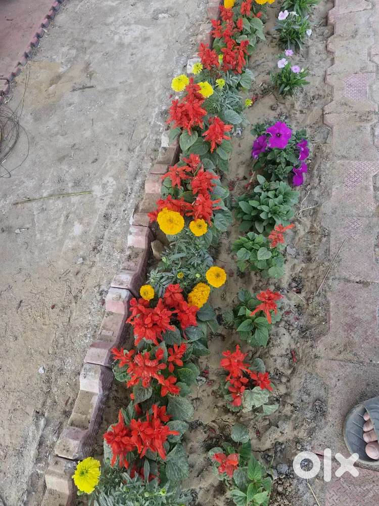 Farmhouse develop land