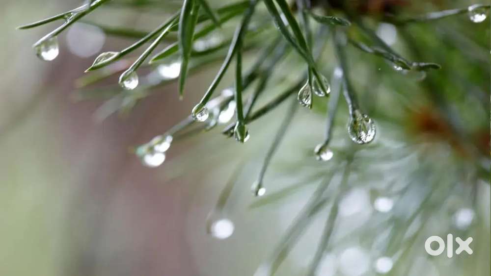 കോലിയക്കോട് കഞ്ഞാപാറ ചിന്താലയം ആശ്രമത്തിന് (അപ്പുസ്വമി )സമീപം