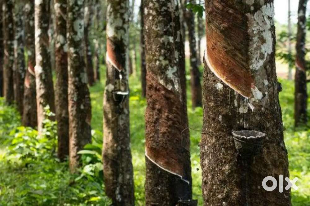 350 റബ്ബർ മരങ്ങൾ സ്ലറ്റർ ടാപ്പിംഗിന്. തടി യോടെ 3വർഷത്തേക്ക്.
