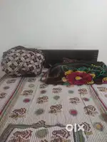 Need room mate