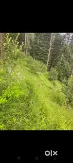 1 bigha Land in Jibhi for Sale