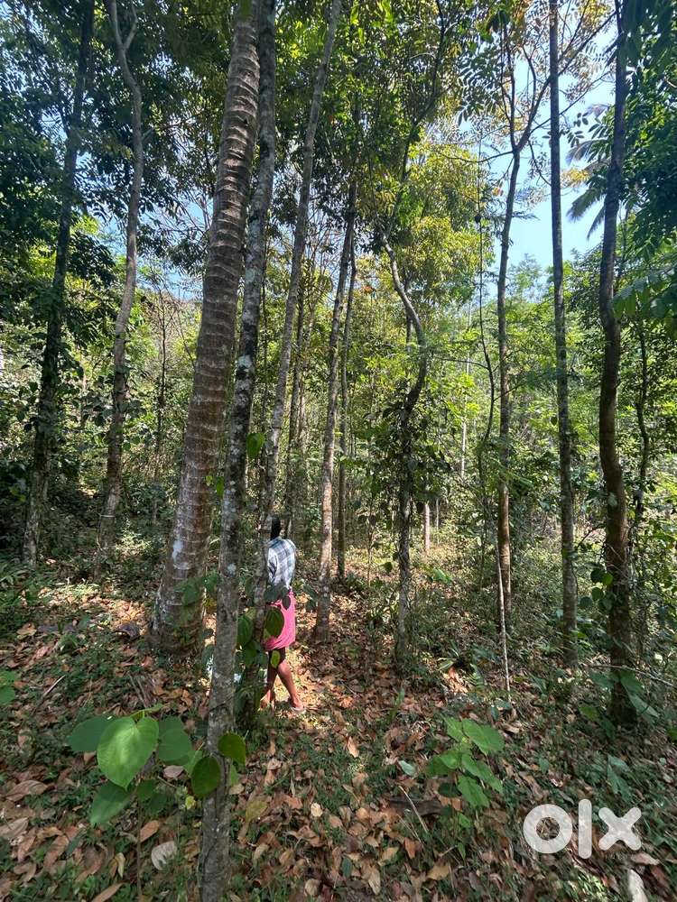 1 acre 20 cent Cardamom land for Sale