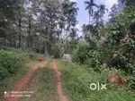 60-Cent Forest View Plot for Sale in Vadakkanad Wayanad