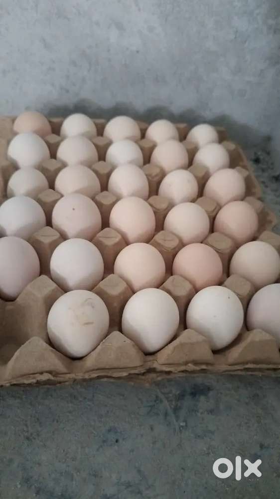 Marketing & Delivery Associate – Nati Eggs (Bangalore)