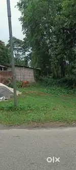 Miadi patta