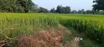 Dhan Wheat and urad are cultivated. 2 bores with boundary all around.