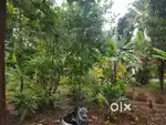 House plot Arimbur