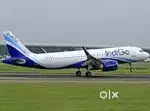 URGENTLYHIRIG FOR INDIGO AIRLINE