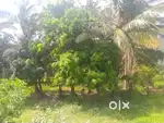 COCUNUT FARM FOR SALE