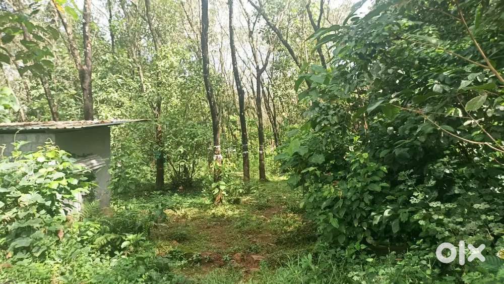 20 cent land for sale at choorakuzhy arakkunnam