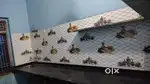 Rental House