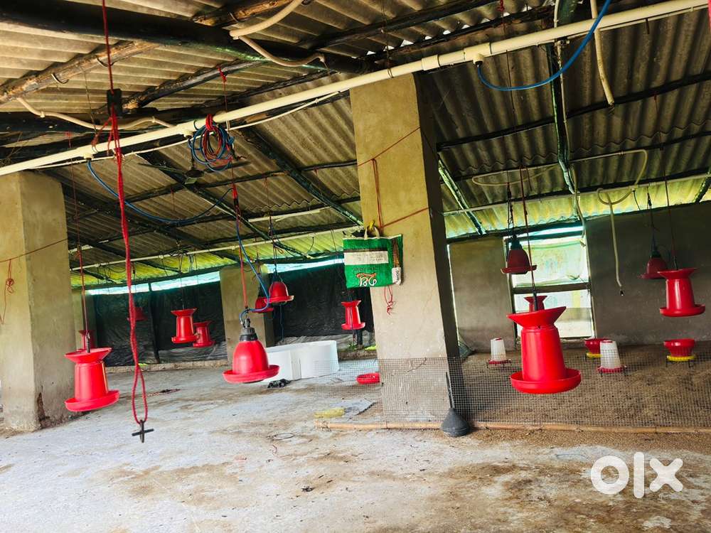 poultry/Boiler farm for rent 7000 capacity