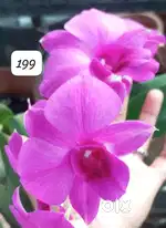 Flowering plants