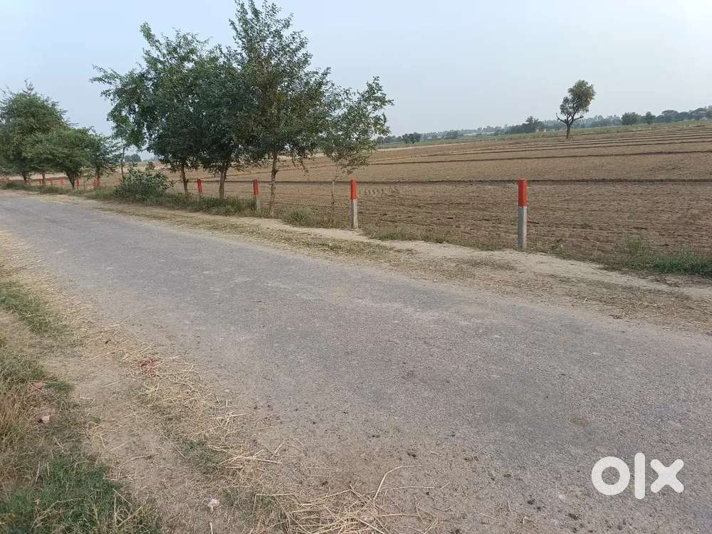 10 acre agricultural land in khuiyan nepalpur(Sirsa, Haryana)