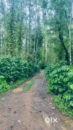 Chikkamagaluru - 5.10 acre well-maintained coffee plantation
